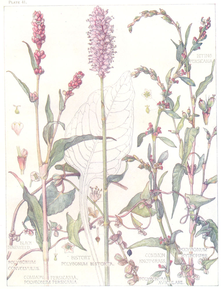 Associate Product FLOWERS. Persicaria. Polygonaceae. Black Bindweed; Common Knot-Grass 1907