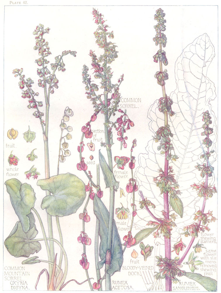 Associate Product PERSICARIA. Polygonaceae. Common, Mountain Sorrel; Bloody-Veined Dock 1907