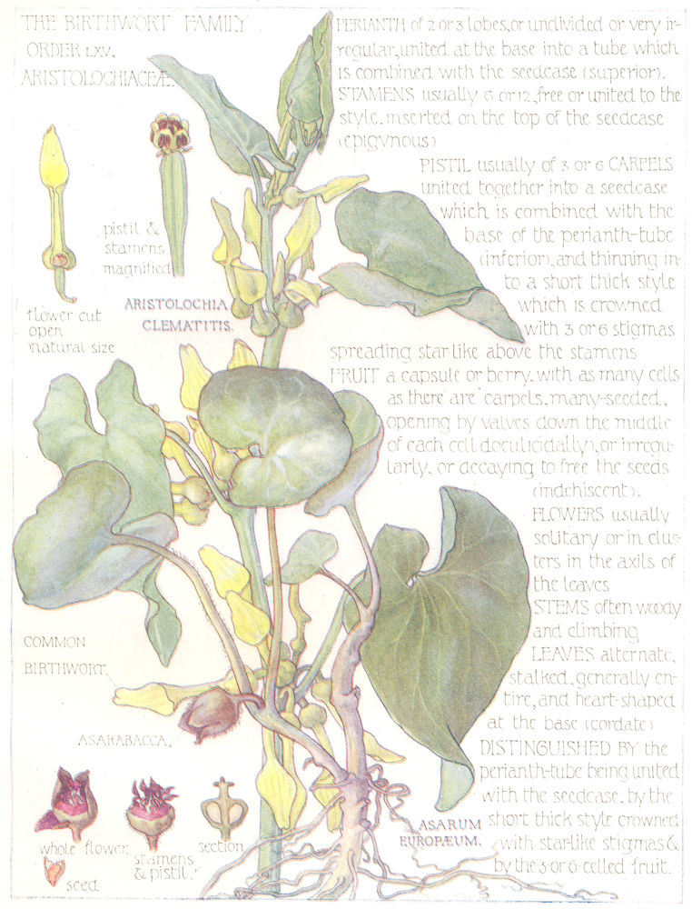 Associate Product FLOWERS. Birthwort Family. Aristolochiaceae. Common Birthworth 1907 old print