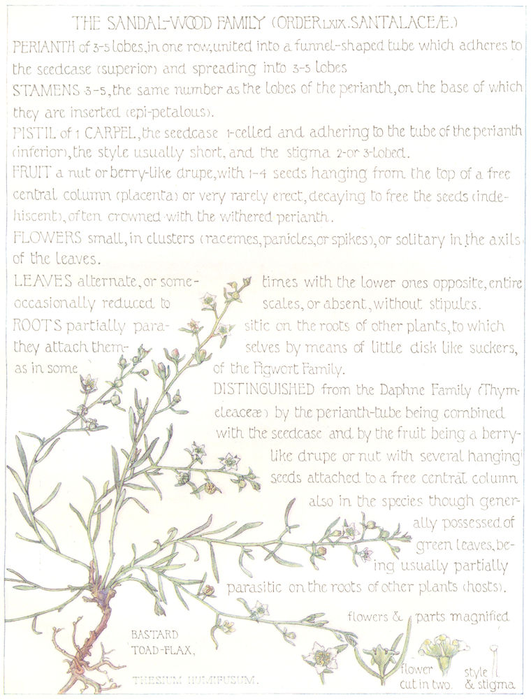 Associate Product FLOWERS. Sandal-Wood Family. Santalaceae. Bastard Toad-Flax 1907 old print