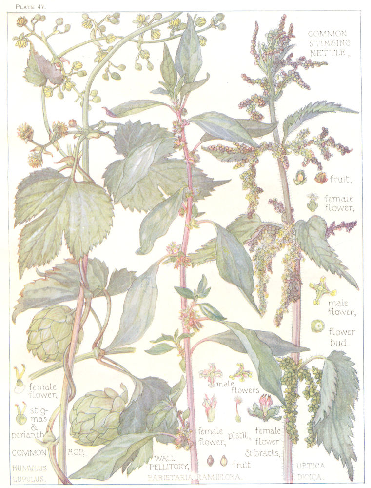 Associate Product NETTLES. Urticaceae. Common Stinging Nettle; Common Hop; Wall Pellitory 1907