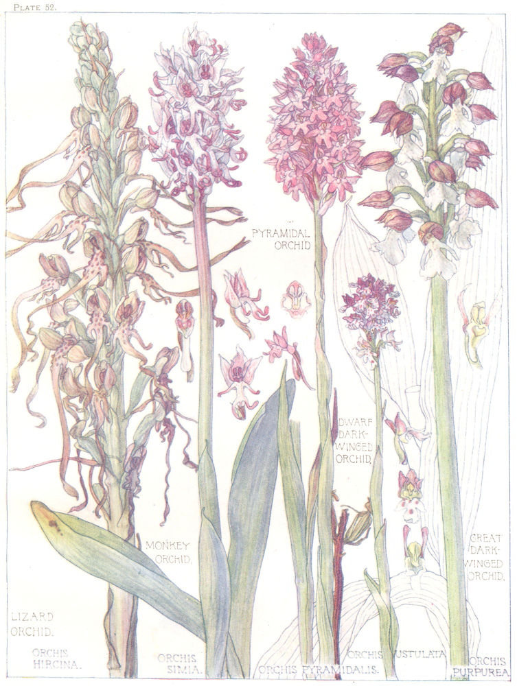 ORCHIDS. Pyramidal Dwarf Dark-Winged Monkey Lizard Great Dark-Winged Orchid 1907