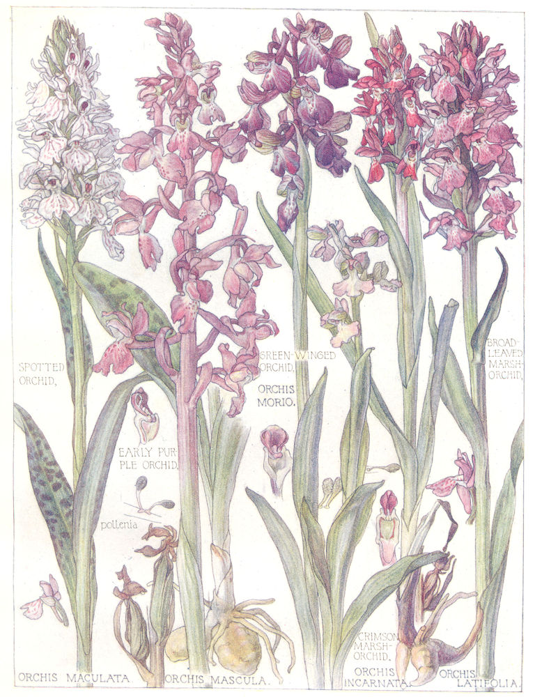 ORCHIDS.Spotted Green-Winged Broad Leaved Marsh Early Purple Crimson Orchid 1907