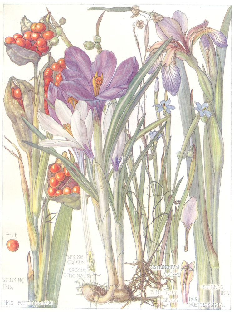 FLOWERS. Iris. Iridaceae. Blue-Eyed Grass; Stinking Iris; Spring Crocus 1907