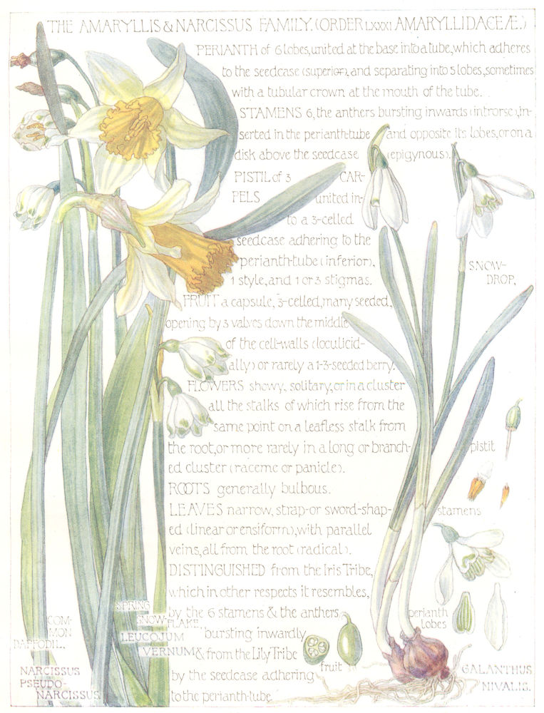 AMARYLLIS.Narcissus.Amaryllidaceae. Snow Drop; Daffodil; Spring Snow-Flake 1907