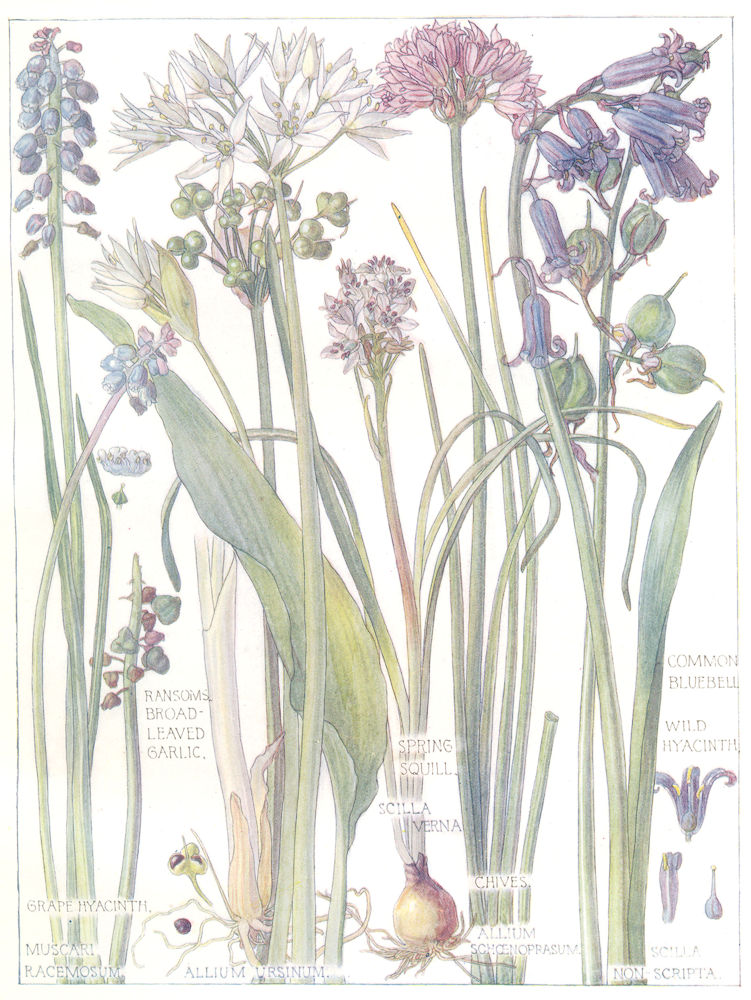 Associate Product LILIES.Ransoms Broad-Leaf Garlic;Spring Squill;Bluebell;Wild,Grape Hyacinth 1907