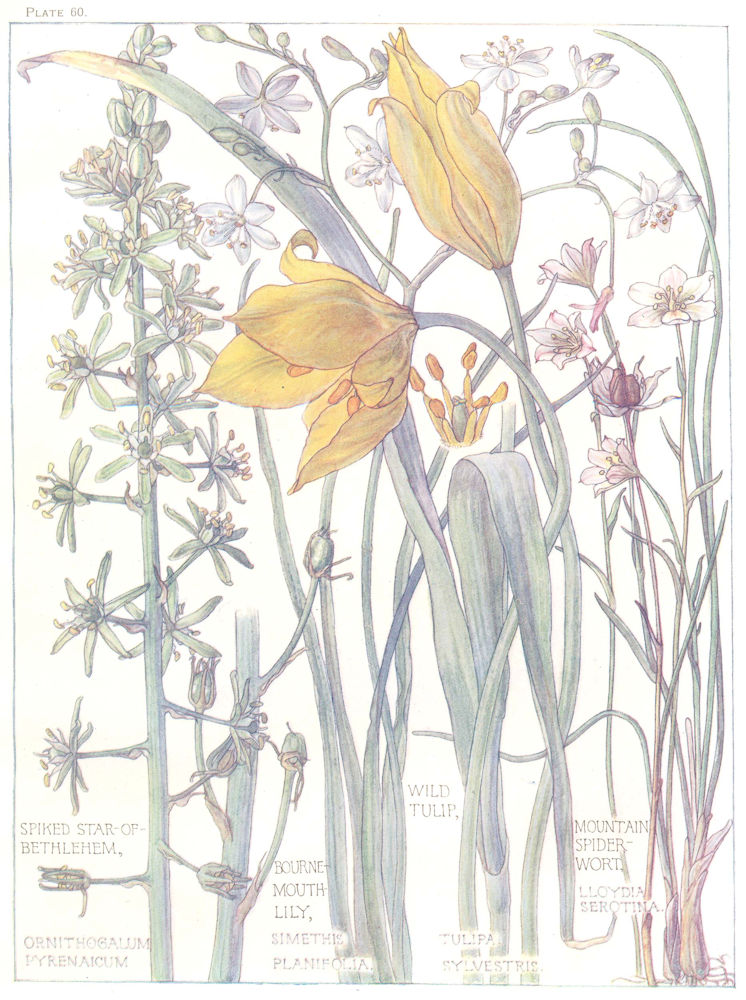 Associate Product LILIES.Spiked Star-of-Bethlehem;Bournemouth Lily;Wild Tulip;Mtn Spider Wort 1907