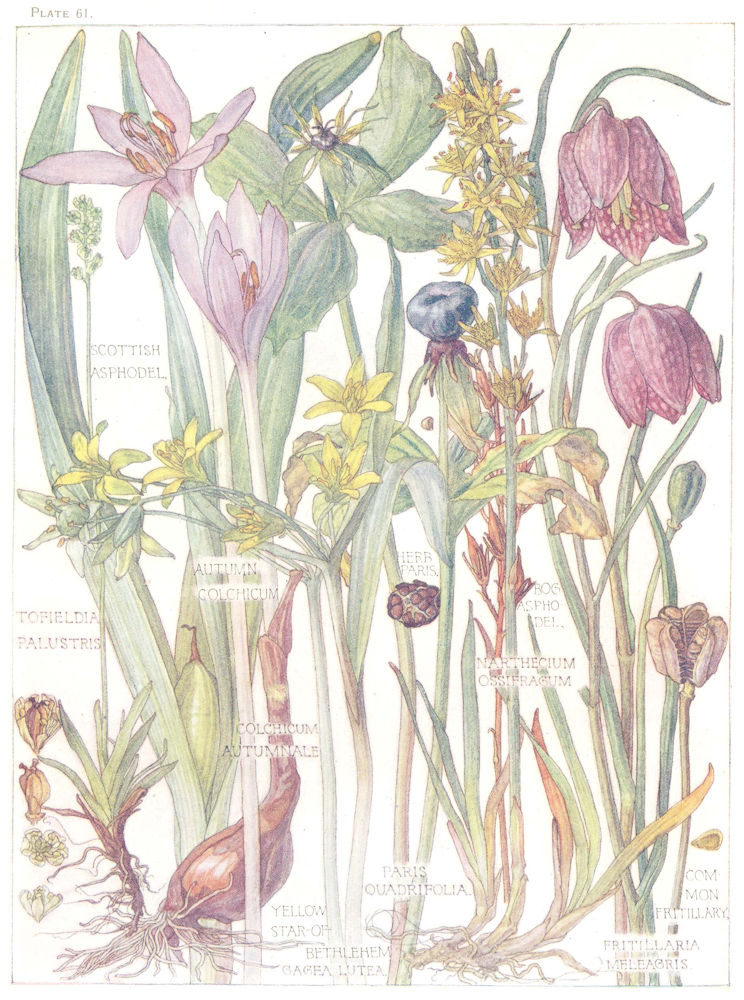 Associate Product LILIES.Liliaceae.Scottish, Bog Asphodel;Yellow Star-of-Bethlehem;Fritillary 1907