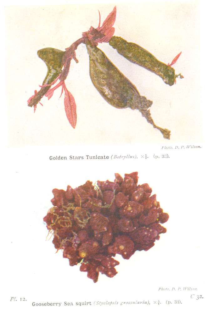 Associate Product ASCIDIANS. Golden Stars Tunicate; Gooseberry Sea Squirt 1936 vintage print