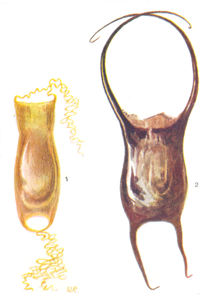 FISH. Egg- Case of Dog-  (Scyllium canicula) ; - Skate (Raia naevus)  1936
