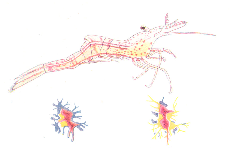 Associate Product CRUSTACEANS. Pigment cells in Aesop Prawn (Hippolyte varians)  1936 old print