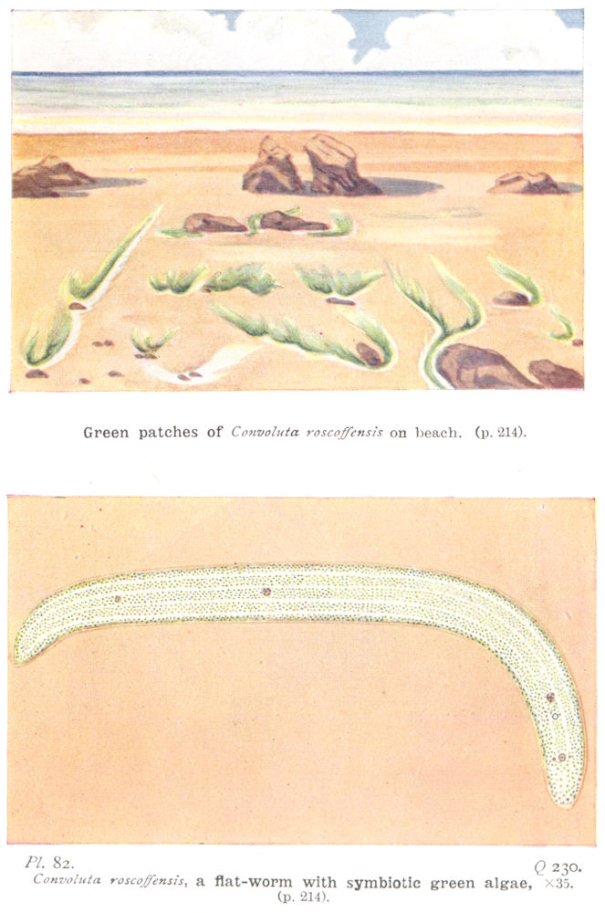 Associate Product SEA WATER. Green patches Convoluta roscoffensis beach; flat- worm algae 1936