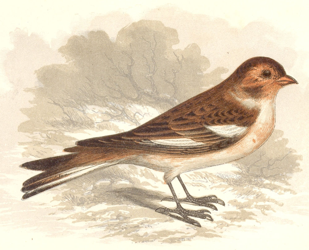 Associate Product BIRDS. Songbirds . Snow Bunting (Anne Pratt, SPCK) 1857 old antique print