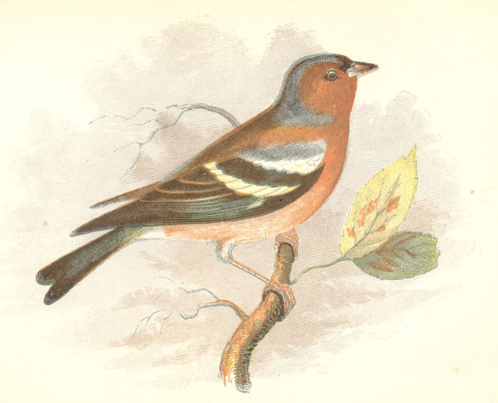 BIRDS. Songbirds . Chaffinch (Anne Pratt, SPCK) 1857 old antique print picture