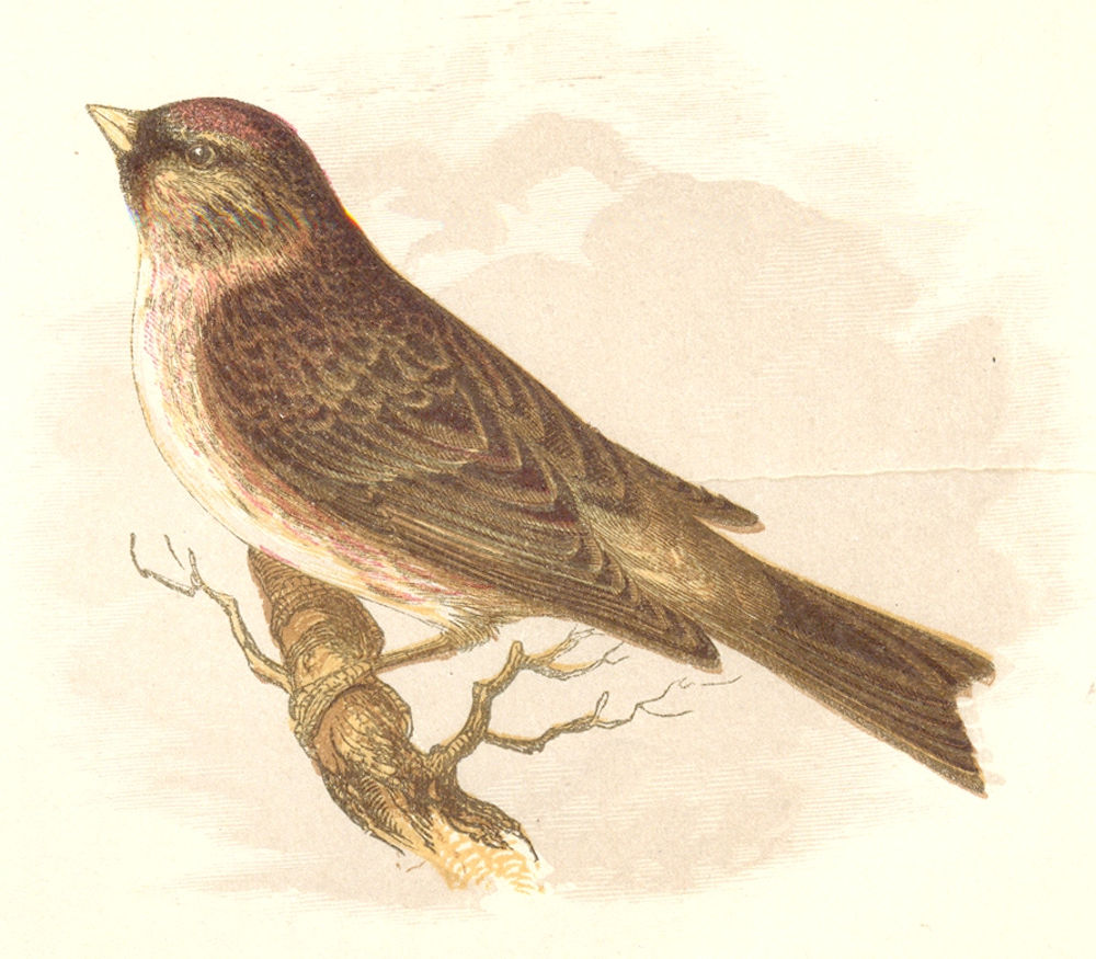 BIRDS. Songbirds . Lesser Redpole (Anne Pratt, SPCK) 1857 old antique print