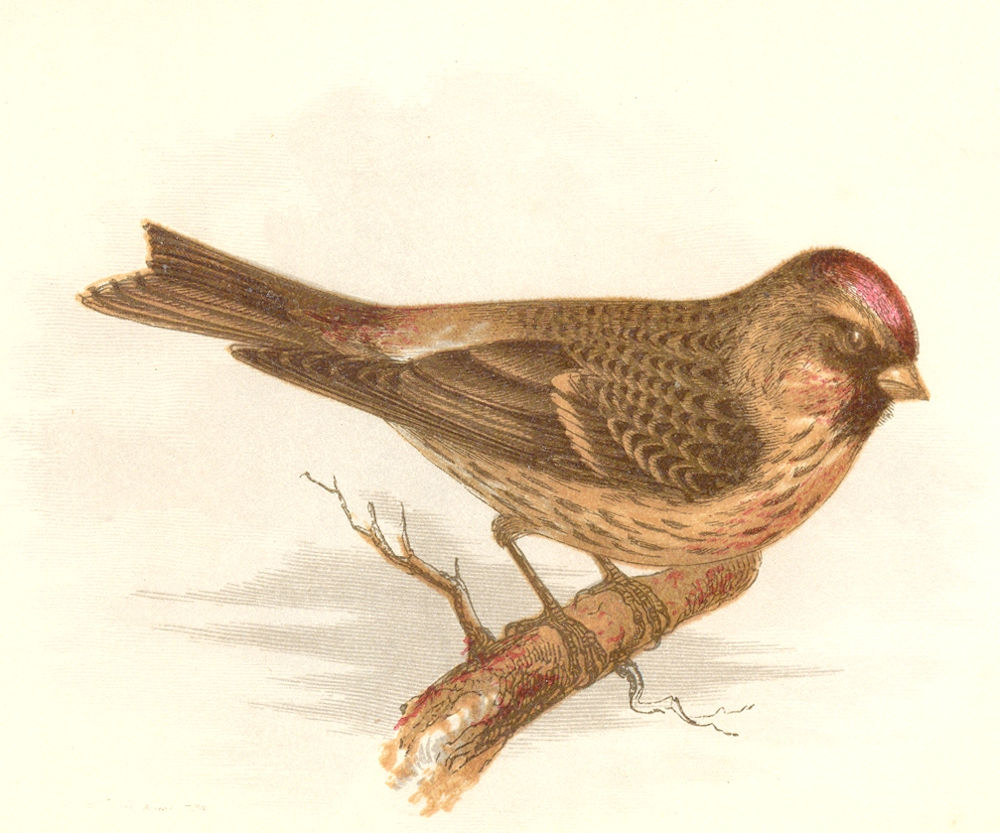 Associate Product BIRDS. Songbirds . Mealy Linnet (Anne Pratt, SPCK) 1857 old antique print