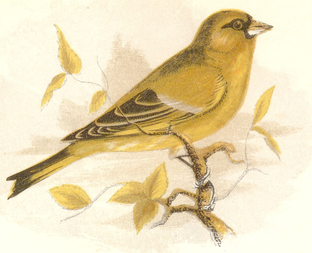 BIRDS. Songbirds . Green Finch (Anne Pratt, SPCK) 1857 old antique print