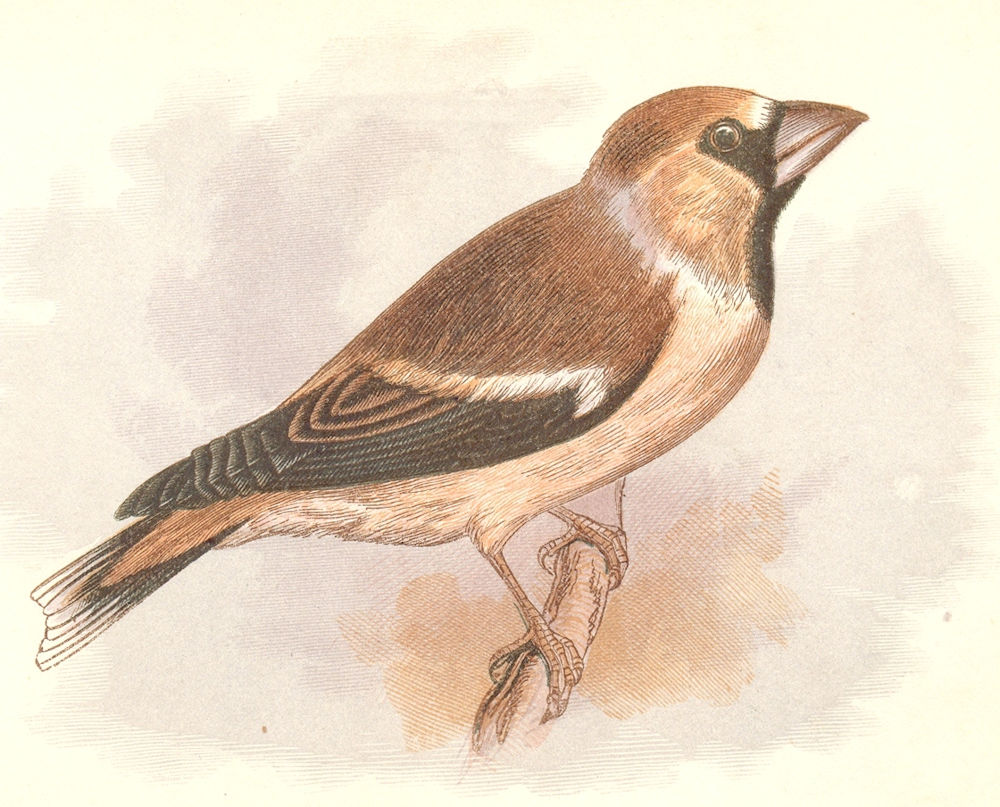 Associate Product BIRDS. Songbirds . Hawfinch (Anne Pratt, SPCK) 1857 old antique print picture