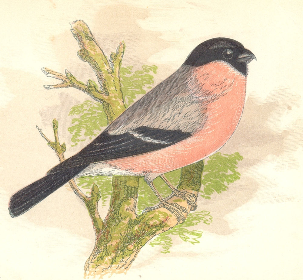 BIRDS. Songbirds . Bullfinch (Anne Pratt, SPCK) 1857 old antique print picture