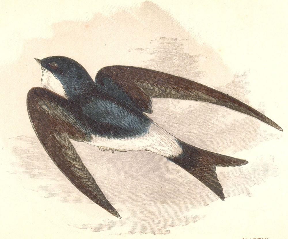 BIRDS. Songbirds . Martin (Anne Pratt, SPCK) 1857 old antique print picture