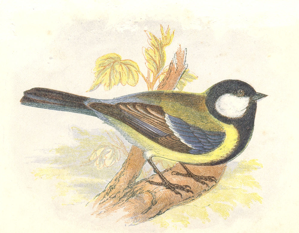 BIRDS. Songbirds . Greater Titmouse (Anne Pratt, SPCK) 1857 old antique print
