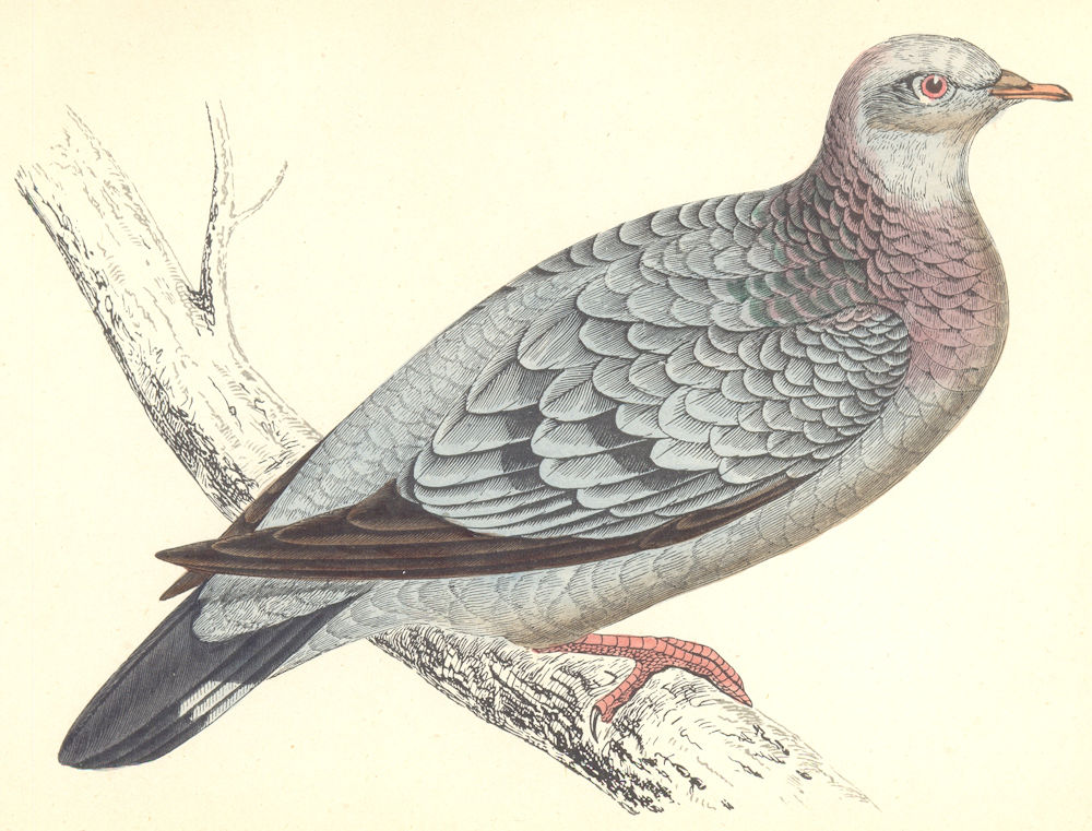 Associate Product BIRDS. Stock Dove (Morris) 1880 old antique vintage print picture