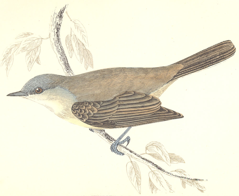 BIRDS. Lesser Whitethroat (Morris) 1880 old antique vintage print picture