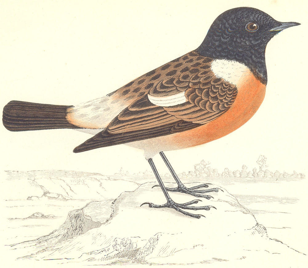 BIRDS. Stonechat (Morris) 1880 old antique vintage print picture