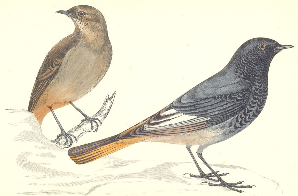 BIRDS. Blackstart (Morris) 1880 old antique vintage print picture