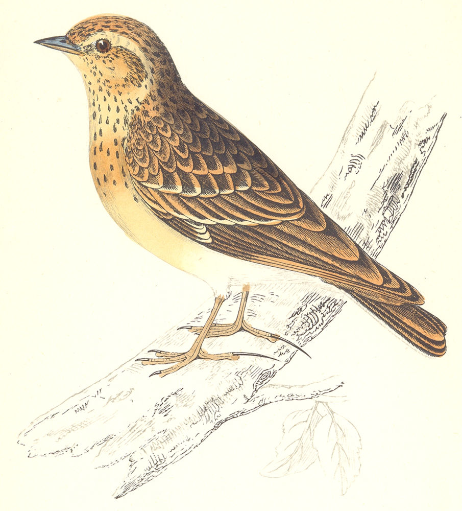 BIRDS. Wood Lark (Morris) 1880 old antique vintage print picture