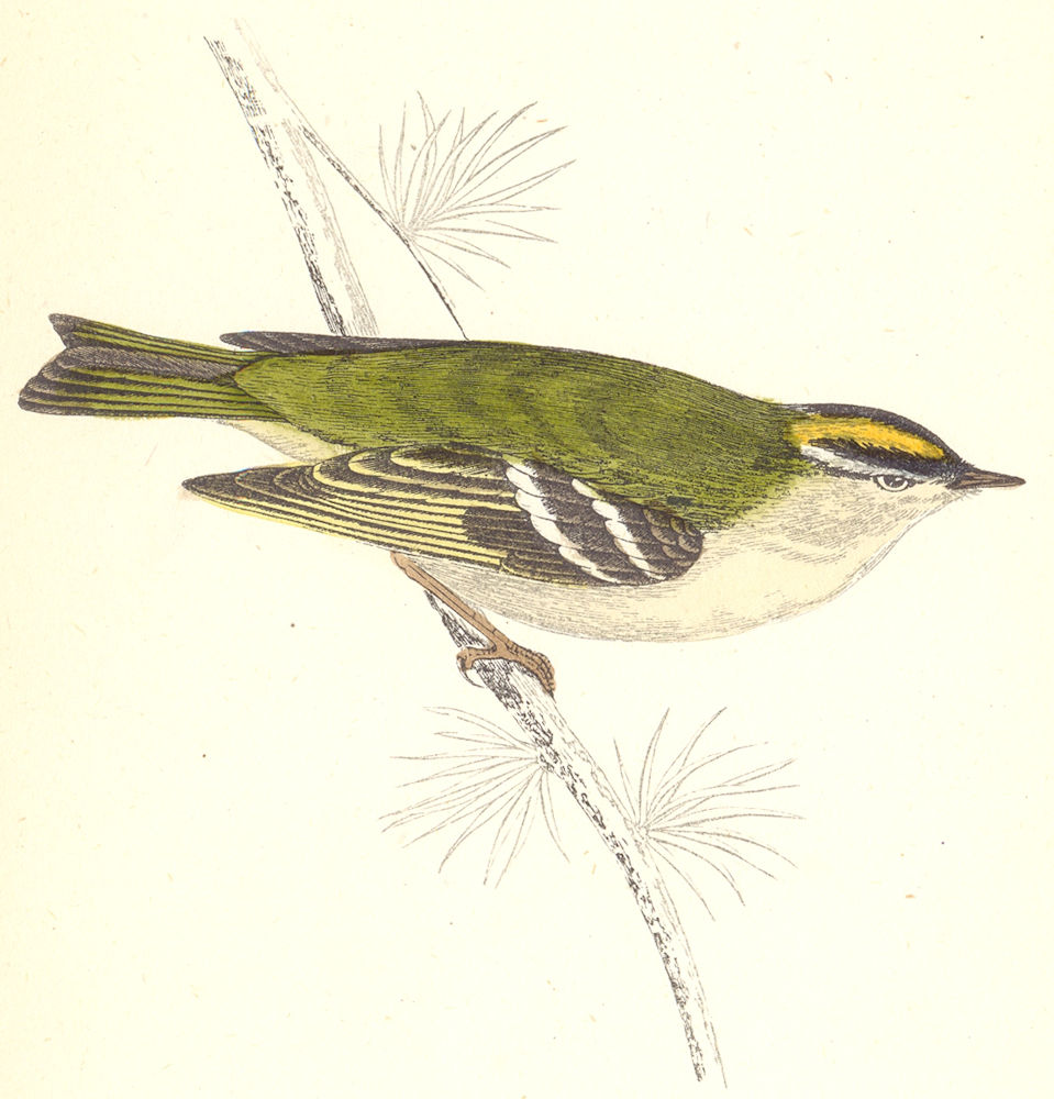 BIRDS. Goldcrest (Morris) 1880 antique vintage print picture