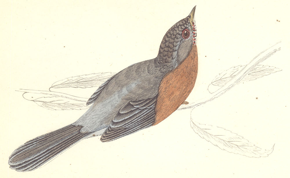 BIRDS. Dartford Warbler (Morris) 1880 old antique vintage print picture