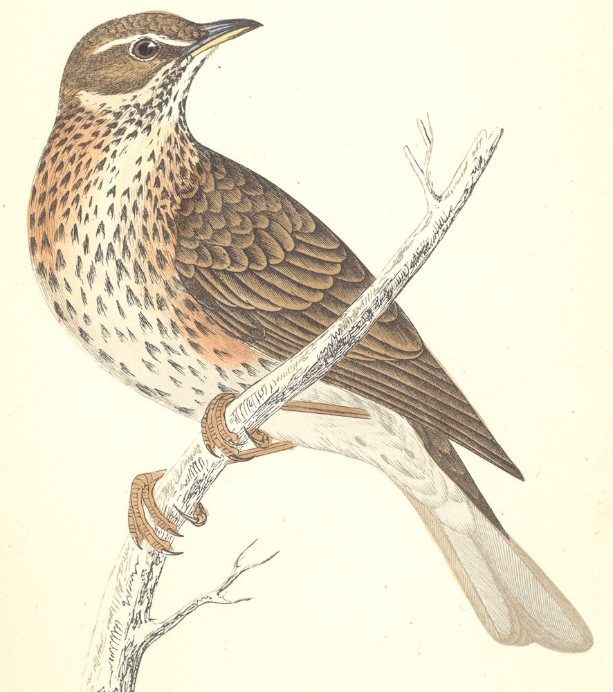 BIRDS. Redwing (Morris) 1880 old antique vintage print picture