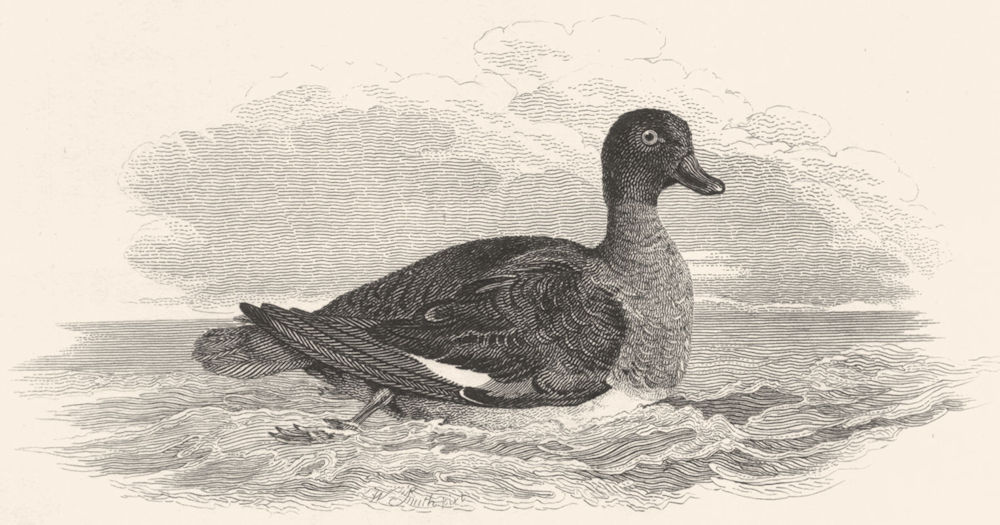 Associate Product BIRDS. Female Morillon duck. Morillon- Female 1830 old antique print picture