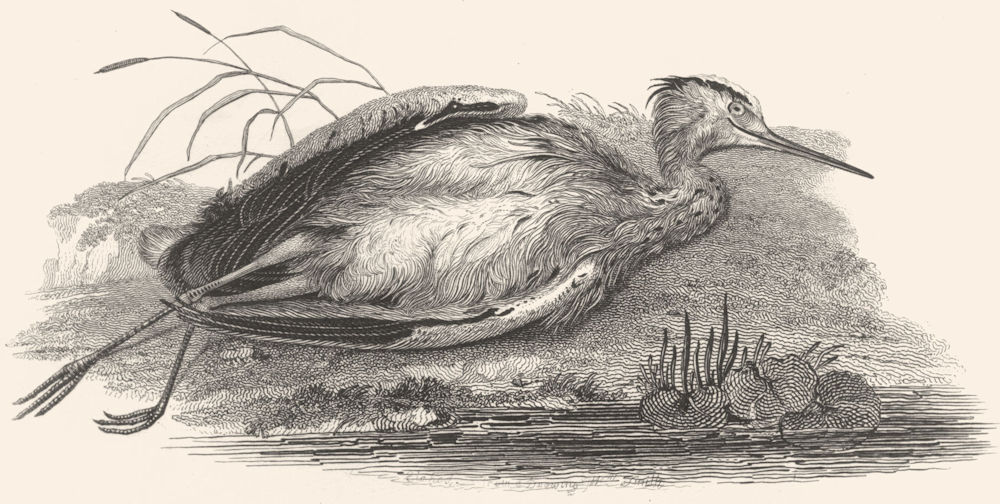 Associate Product BIRDS. Heron. Shot heron on river bank. Heron c1831 old antique print picture