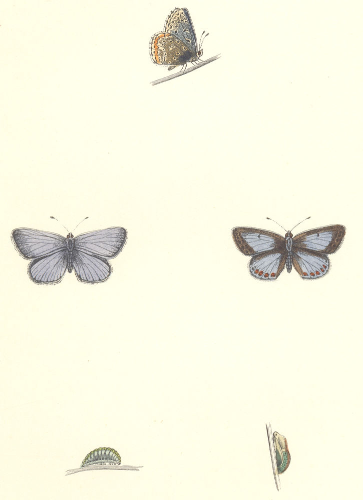 BUTTERFLIES. Common blue (Morris) 1868 old antique vintage print picture