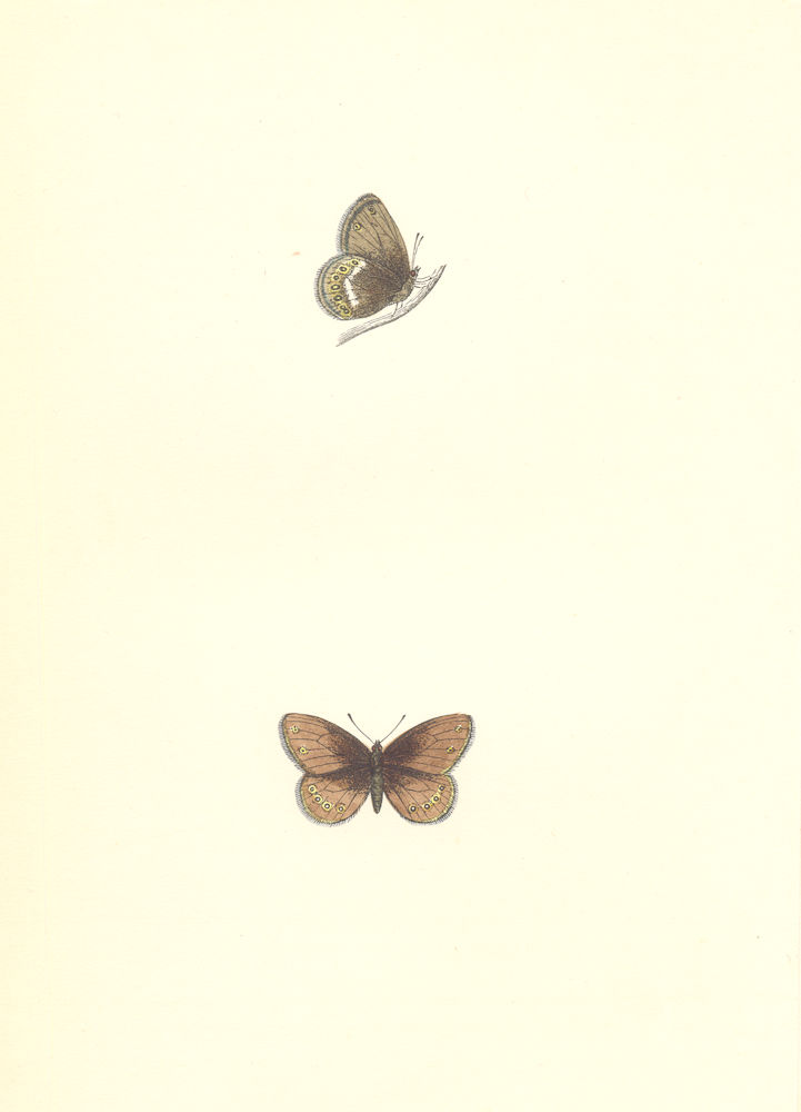 Associate Product BUTTERFLIES. Silver- Bordered Ringlet (Morris) 1868 old antique print picture