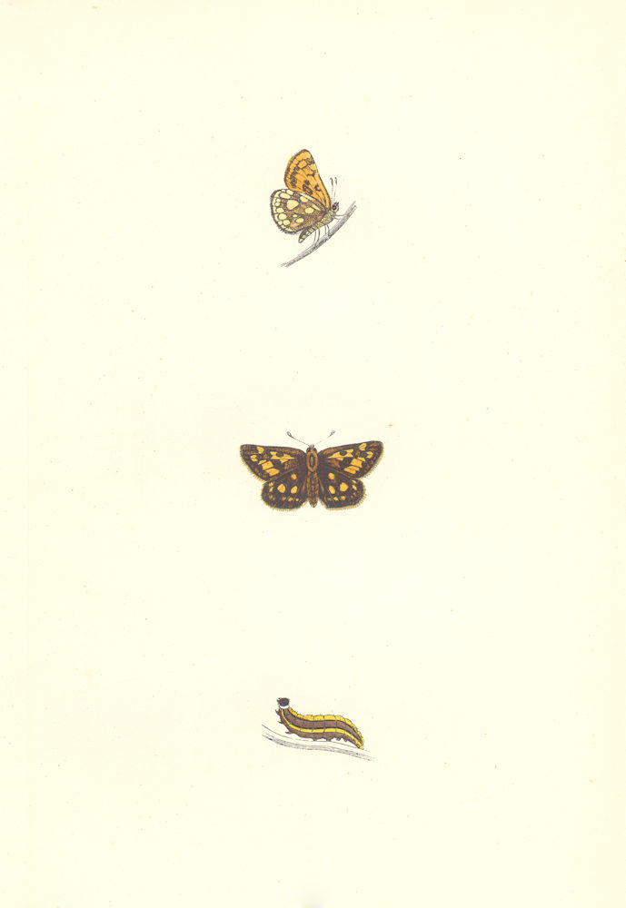 Associate Product BUTTERFLIES. Spotted Skipper (Morris) 1868 old antique vintage print picture
