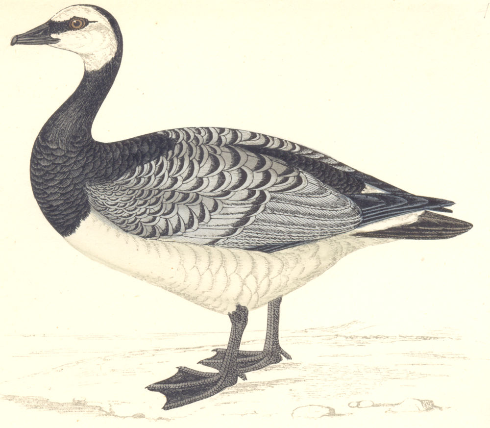 Associate Product BIRDS. Bernicle Goose (Morris) 1880 old antique vintage print picture