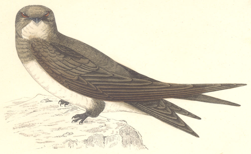 BIRDS. Alpine Swift. (Morris) 1880 old antique vintage print picture