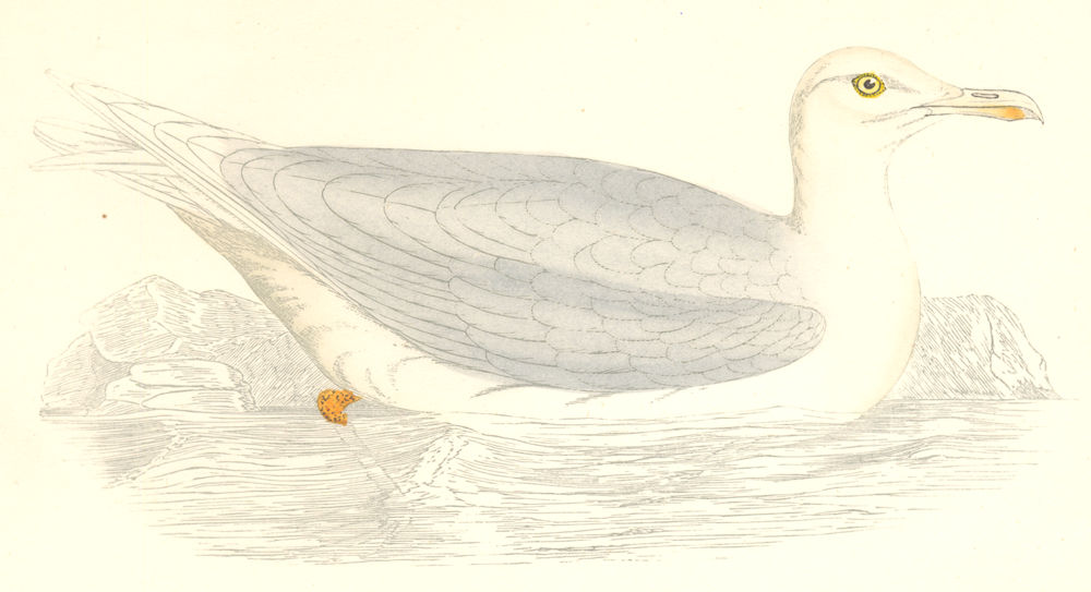 BIRDS. Glaucous Gull. (Morris) 1880 old antique vintage print picture