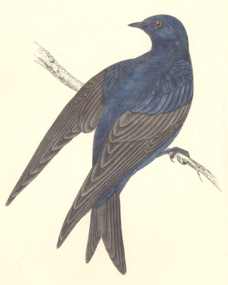 BIRDS. Purple Martin. (Morris) 1880 old antique vintage print picture