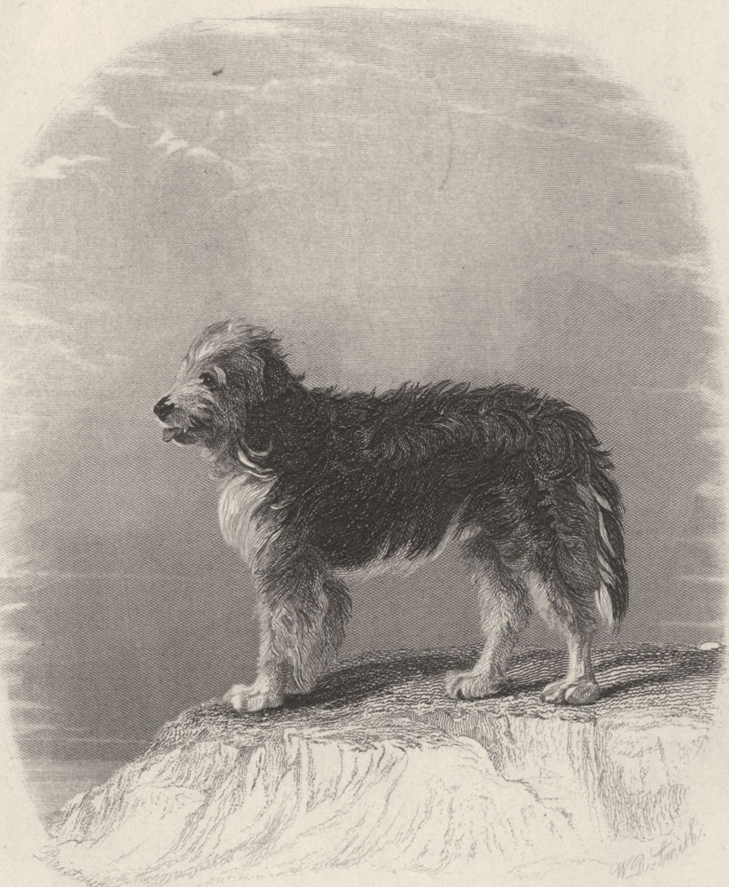 DOGS. Scotch Colley (Sheepdog / Collie) (Edward Jesse) 1888 old antique print