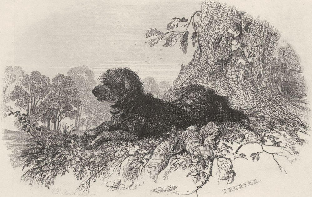 DOGS. Terrier. Landseer (Edward Jesse) 1888 old antique vintage print picture