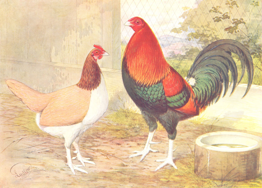 Associate Product BIRDS. Cock Fighting. Game Fowl. Black- Red Cock and Clay Hen (Wright) 1910