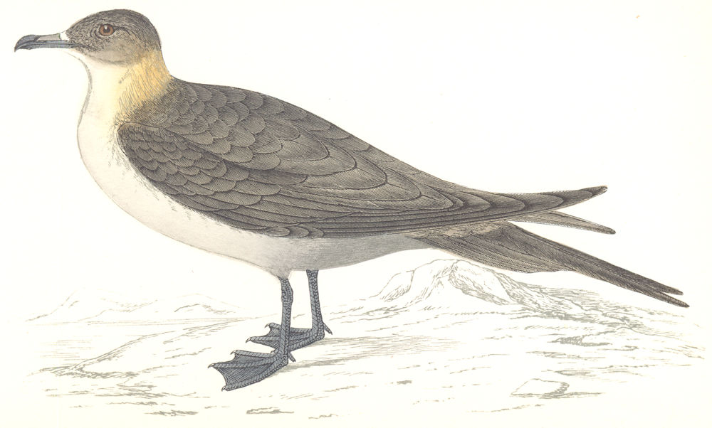 Associate Product BIRDS. Richardson's Skua. (Morris) 1865 old antique vintage print picture