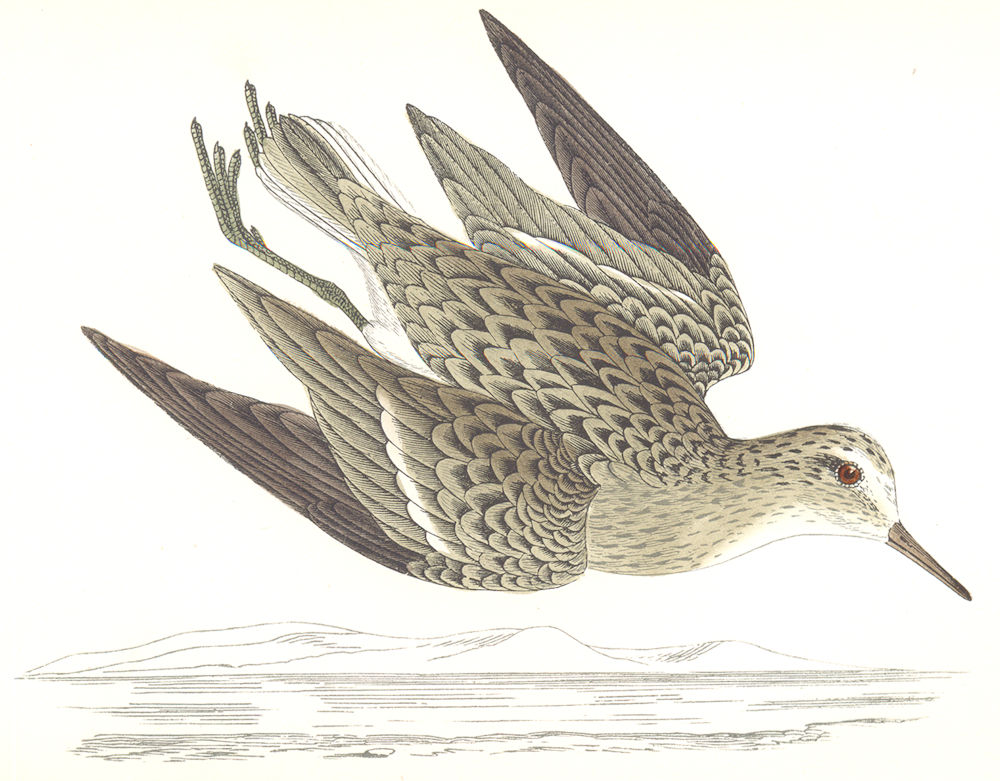 Associate Product BIRDS. Temminck's Stint. Found in Europe. Africa. Asia (Morris) 1865 old print