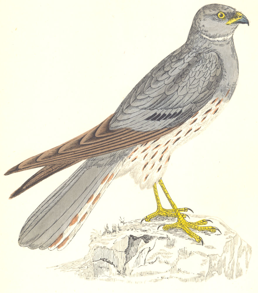 BIRDS. Montagu's Harrier (Hawk) . Native of many lands (Morris) 1865 old print