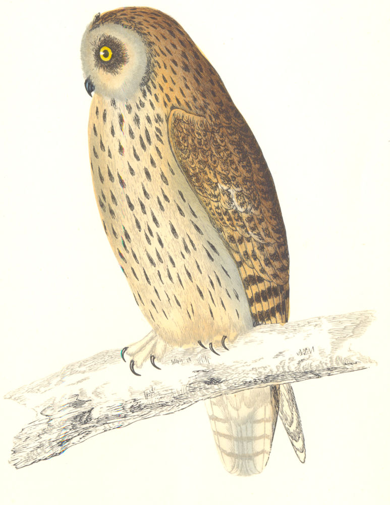 Associate Product BIRDS. Owl Short Eared. Native of Europe. Americas (Morris) 1865 old print