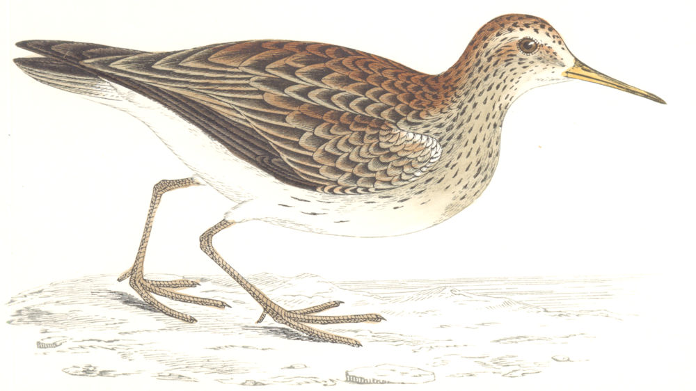 BIRDS. Pectoral Sandpiper. Found in Europe. USA (Morris) 1865 old print